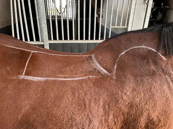 paardenbehandeling