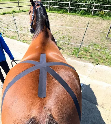 paardenosteopathie
